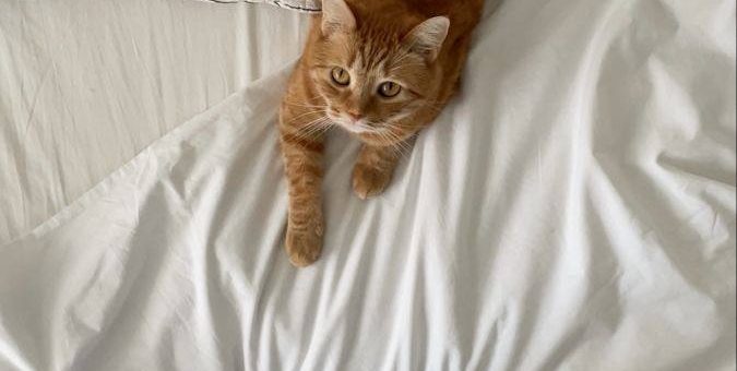 Собственник против СЕО: как выйти из конфликта и не разрушить бизнес