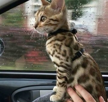 HR-коммуникации нового уровня: 9 ИИ-инструментов для визуализации данных, отчётов и вовлекающих корпоративных историй