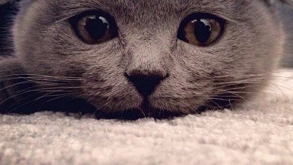 Как снизить стоимость корпоративного конфликта